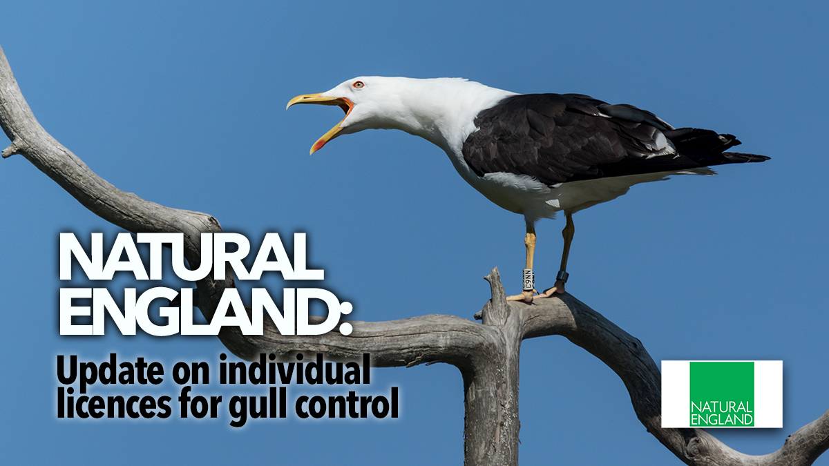 natural england gull control 2 natural england gull control 2
